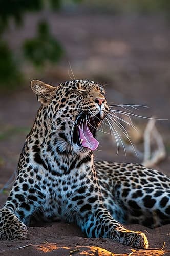 Portrait of a leopard yawning Mashatu Game Reserve-Botswana Art Print